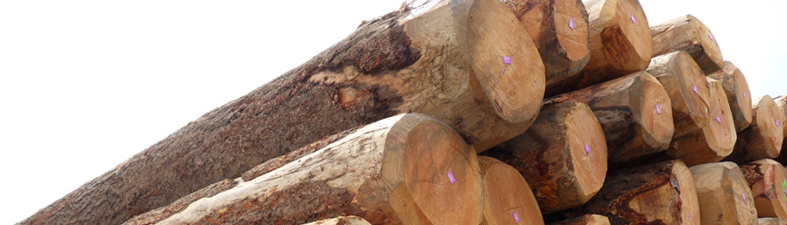 Scierie spécialisée dans la charpente, lamelle-collé - Drom'Bois - Pont de l'Isère et Drôme